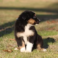 BTF, a female Australian Shepherd for sale in Northport, AL – Photo 9 of 10