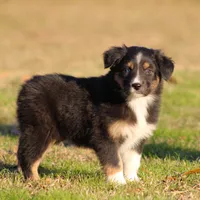BTF, a female Australian Shepherd for sale in Northport, AL – Photo 10 of 10