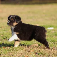 BTF, a female Australian Shepherd for sale in Northport, AL – Photo 4 of 10