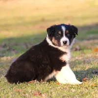 BTM-3, a male Australian Shepherd for sale in Northport, AL – Photo 2 of 6