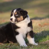 BTM-3, a male Australian Shepherd for sale in Northport, AL – Photo 6 of 6
