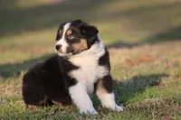 processed/1eac7662-c4c5-4c38-bf73-b9d98dd67bab/listing/1f3ec217-2eab-48d6-a198-5baf717d92e4/5f83f4c9-78f4-450c-b7e0-7af2b739b073