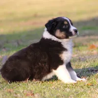 BTM-3, a male Australian Shepherd for sale in Northport, AL – Photo 3 of 6