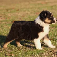 BTM-3, a male Australian Shepherd for sale in Northport, AL – Photo 5 of 6