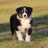 BTM-3, a male Australian Shepherd for sale in Northport, AL – Photo 1 of 6