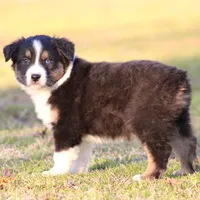 BTM-3, a male Australian Shepherd for sale in Northport, AL – Photo 4 of 6