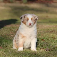 RMF-Blue Eyes, a female Australian Shepherd for sale in Northport, AL – Photo 1 of 8