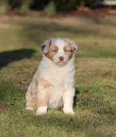 RMF-Blue Eyes, a female Australian Shepherd for sale in Northport, AL – Photo 1 of 8