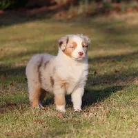 RMF-Blue Eyes, a female Australian Shepherd for sale in Northport, AL – Photo 7 of 8
