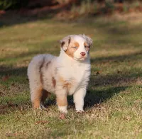 RMF-Blue Eyes, a female Australian Shepherd for sale in Northport, AL – Photo 7 of 8