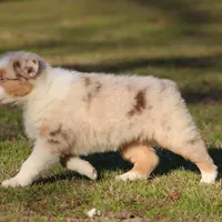 RMF-Blue Eyes, a female Australian Shepherd for sale in Northport, AL – Photo 6 of 8