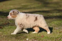 RMF-Blue Eyes, a female Australian Shepherd for sale in Northport, AL – Photo 6 of 8