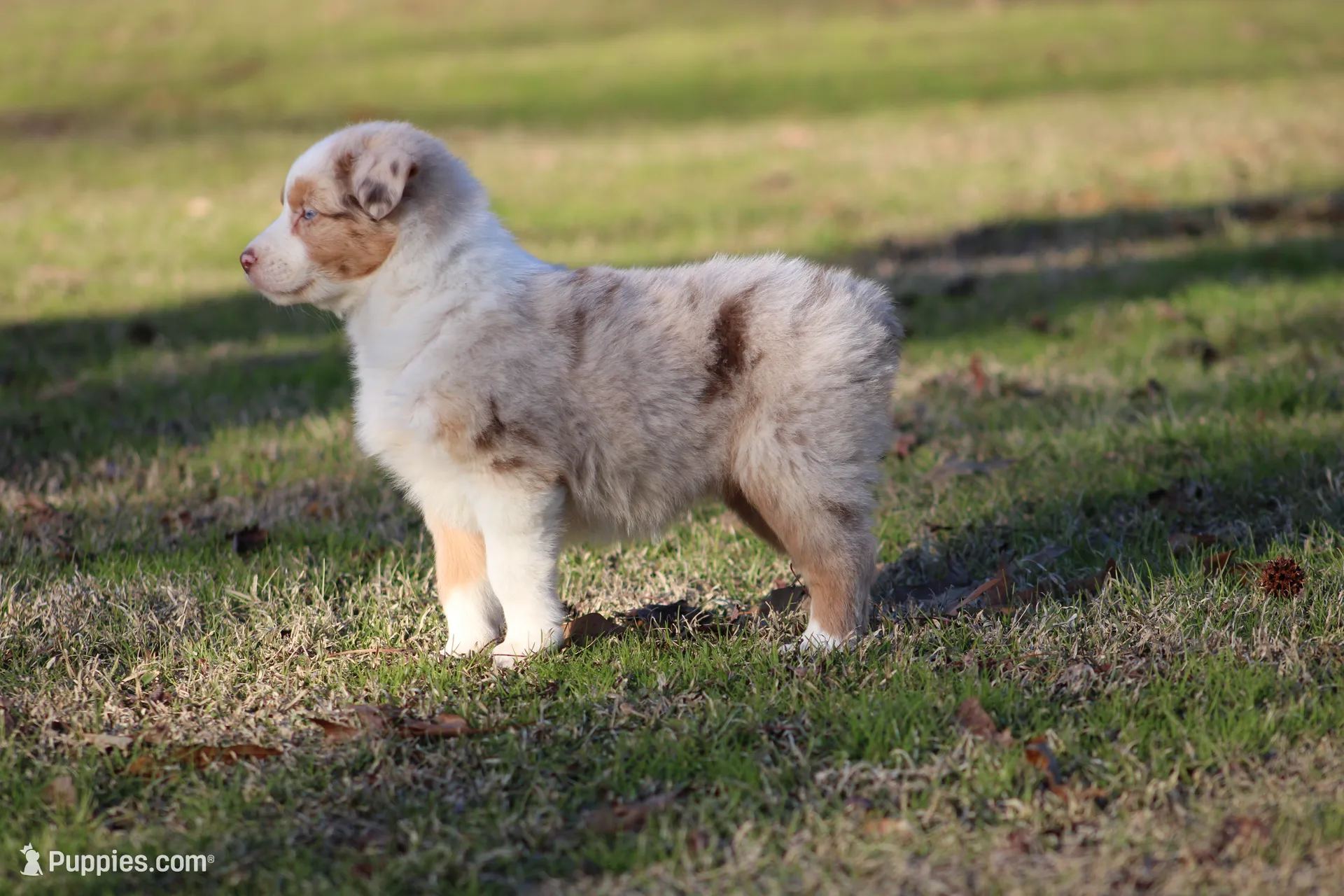 RMF-Blue Eyes, a female Australian Shepherd for sale in Northport, AL – Photo 8 of 8