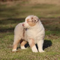 RMF-Blue Eyes, a female Australian Shepherd for sale in Northport, AL – Photo 4 of 8