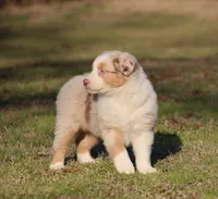 RMF-Blue Eyes, a female Australian Shepherd for sale in Northport, AL – Photo 4 of 8
