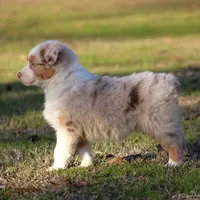 RMF-Blue Eyes, a female Australian Shepherd for sale in Northport, AL – Photo 5 of 8