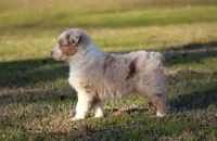 RMF-Blue Eyes, a female Australian Shepherd for sale in Northport, AL – Photo 5 of 8