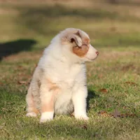 RMF-Blue Eyes, a female Australian Shepherd for sale in Northport, AL – Photo 3 of 8