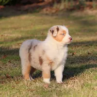 RMF-Blue Eyes, a female Australian Shepherd for sale in Northport, AL – Photo 2 of 8