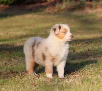 RMF-Blue Eyes, a female Australian Shepherd for sale in Northport, AL – Photo 2 of 8
