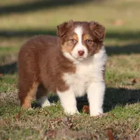 RTF-2, a female Australian Shepherd for sale in Northport, AL – Photo 3 of 9
