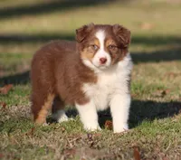 RTF-2, a female Australian Shepherd for sale in Northport, AL – Photo 3 of 9