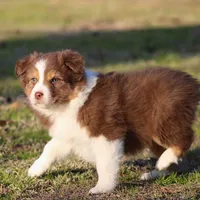 RTF-2, a female Australian Shepherd for sale in Northport, AL – Photo 8 of 9