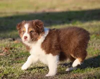 RTF-2, a female Australian Shepherd for sale in Northport, AL – Photo 8 of 9