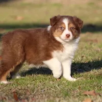 RTF-2, a female Australian Shepherd for sale in Northport, AL – Photo 7 of 9