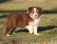 RTF-2, a female Australian Shepherd for sale in Northport, AL – Photo 7 of 9