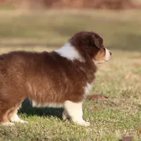 RTF-2, a female Australian Shepherd for sale in Northport, AL – Photo 9 of 9