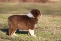 RTF-2, a female Australian Shepherd for sale in Northport, AL – Photo 9 of 9