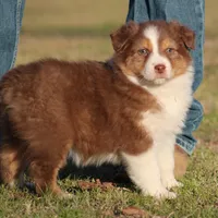RTF-2, a female Australian Shepherd for sale in Northport, AL – Photo 4 of 9