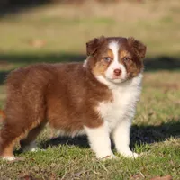 RTF-2, a female Australian Shepherd for sale in Northport, AL – Photo 6 of 9