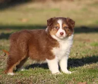 RTF-2, a female Australian Shepherd for sale in Northport, AL – Photo 6 of 9