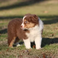 RTF-2, a female Australian Shepherd for sale in Northport, AL – Photo 5 of 9