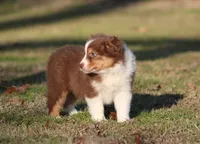 RTF-2, a female Australian Shepherd for sale in Northport, AL – Photo 5 of 9