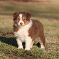 RTF-2, a female Australian Shepherd for sale in Northport, AL – Photo 2 of 9