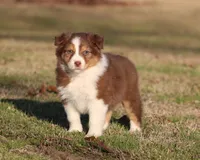 RTF-2, a female Australian Shepherd for sale in Northport, AL – Photo 2 of 9