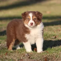 RTF-2, a female Australian Shepherd for sale in Northport, AL – Photo 1 of 9