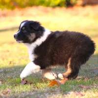 BTM-4, a male Australian Shepherd for sale in Northport, AL – Photo 3 of 9