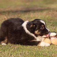 BTM-4, a male Australian Shepherd for sale in Northport, AL – Photo 4 of 9