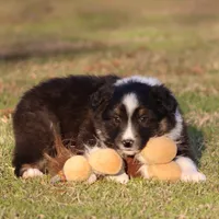BTM-4, a male Australian Shepherd for sale in Northport, AL – Photo 2 of 9