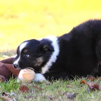 BTM-4, a male Australian Shepherd for sale in Northport, AL – Photo 6 of 9