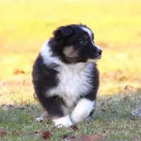 BTM-4, a male Australian Shepherd for sale in Northport, AL – Photo 1 of 9