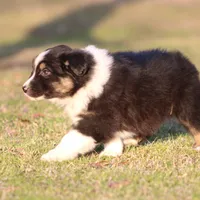 BTM-4, a male Australian Shepherd for sale in Northport, AL – Photo 8 of 9