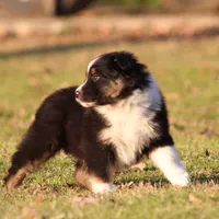 BTM-4, a male Australian Shepherd for sale in Northport, AL – Photo 5 of 9