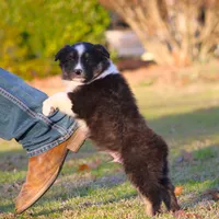 BTM-4, a male Australian Shepherd for sale in Northport, AL – Photo 7 of 9
