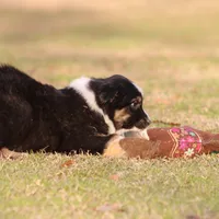 BTM-4, a male Australian Shepherd for sale in Northport, AL – Photo 9 of 9