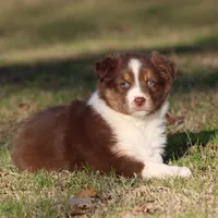 RTF-1, a female Australian Shepherd for sale in Northport, AL – Photo 5 of 9